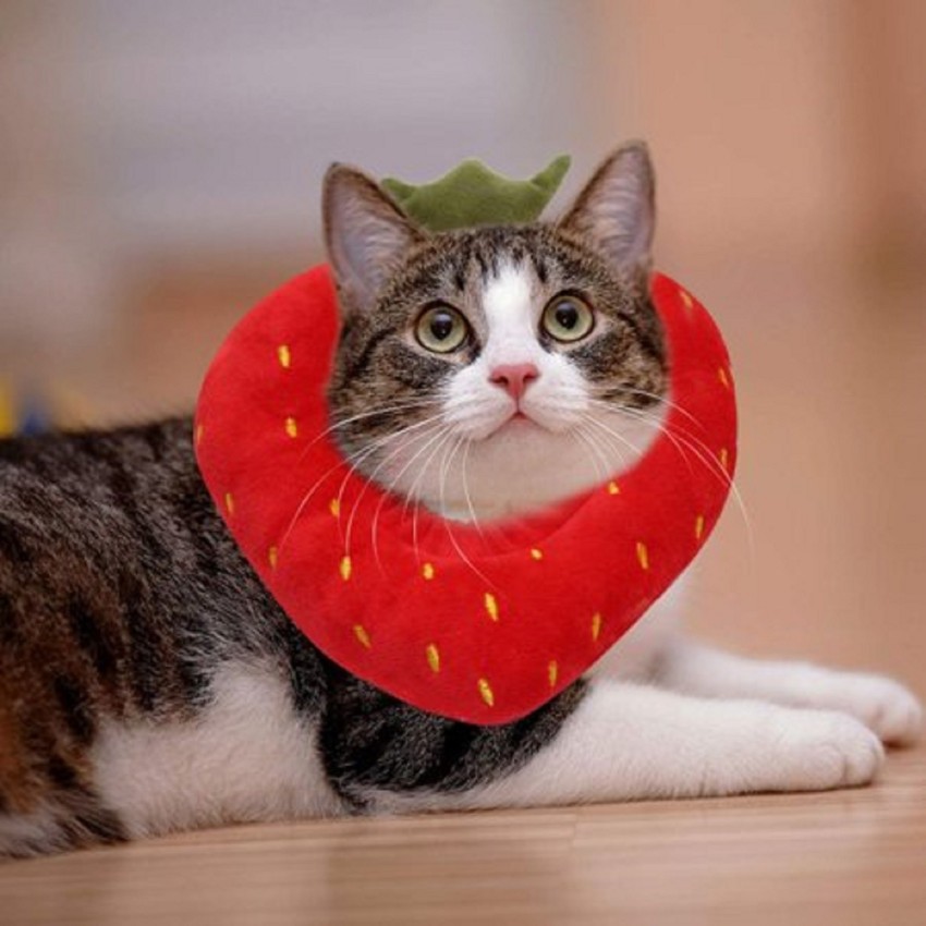 Cat clearance neck cone