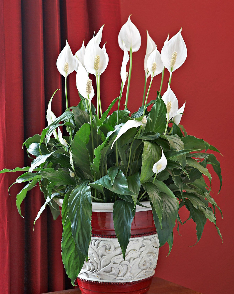 Red peace lily sale