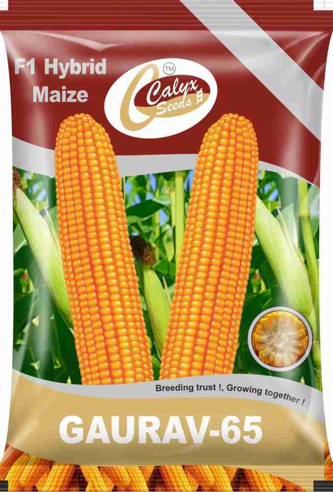 CALYXSEEDS : GAURAV-65, F1 HYBRID MAIZE, HYBRID CORN, HYBRID MAKKA Seed CALYXSEEDS : GAURAV-65, F1 HYBRID MAIZE, HYBRID CORN, HYBRID MAKKA Seed