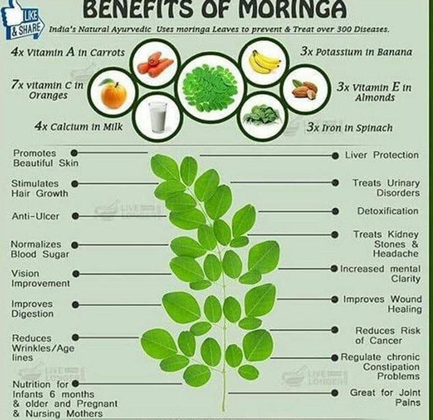 Moringa juice cheap health benefits