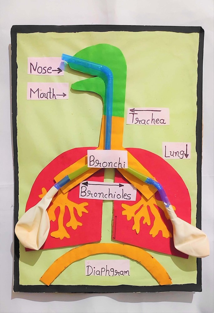 respiratory system model for teens