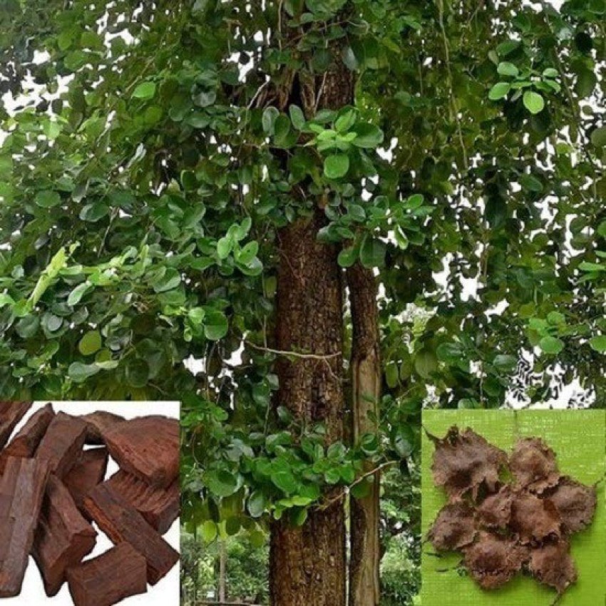 Earn Crores with Red Sandalwood Farming  Plantation Height Weight  Profits License and Legality to Sell