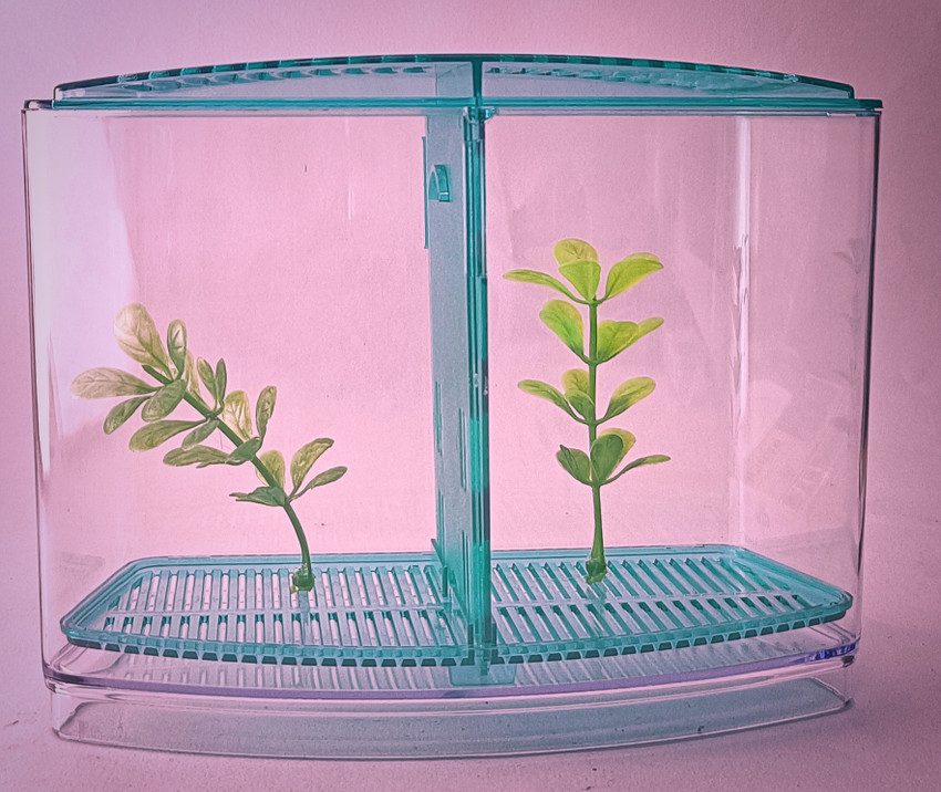Homemade betta fish tank 2025