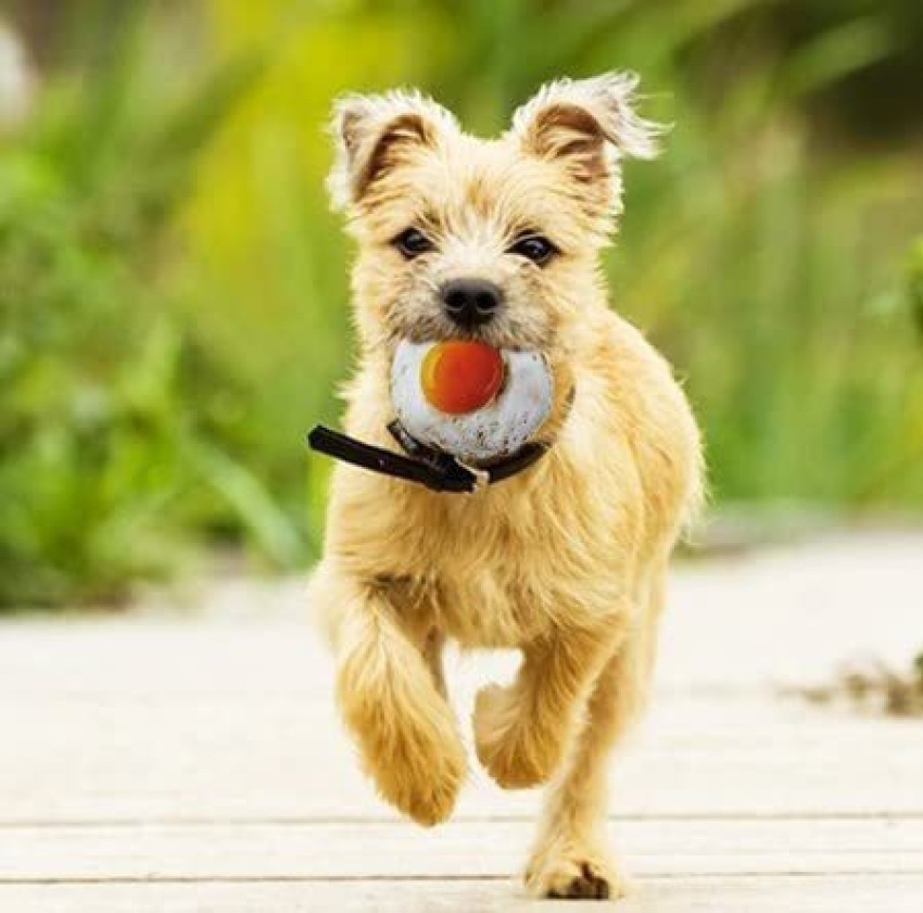 Fried egg dog outlet toy