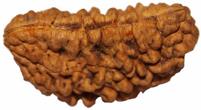 Numeroastro - 1 Mukhi  One Faced Rudraksha Om Brass Pendant