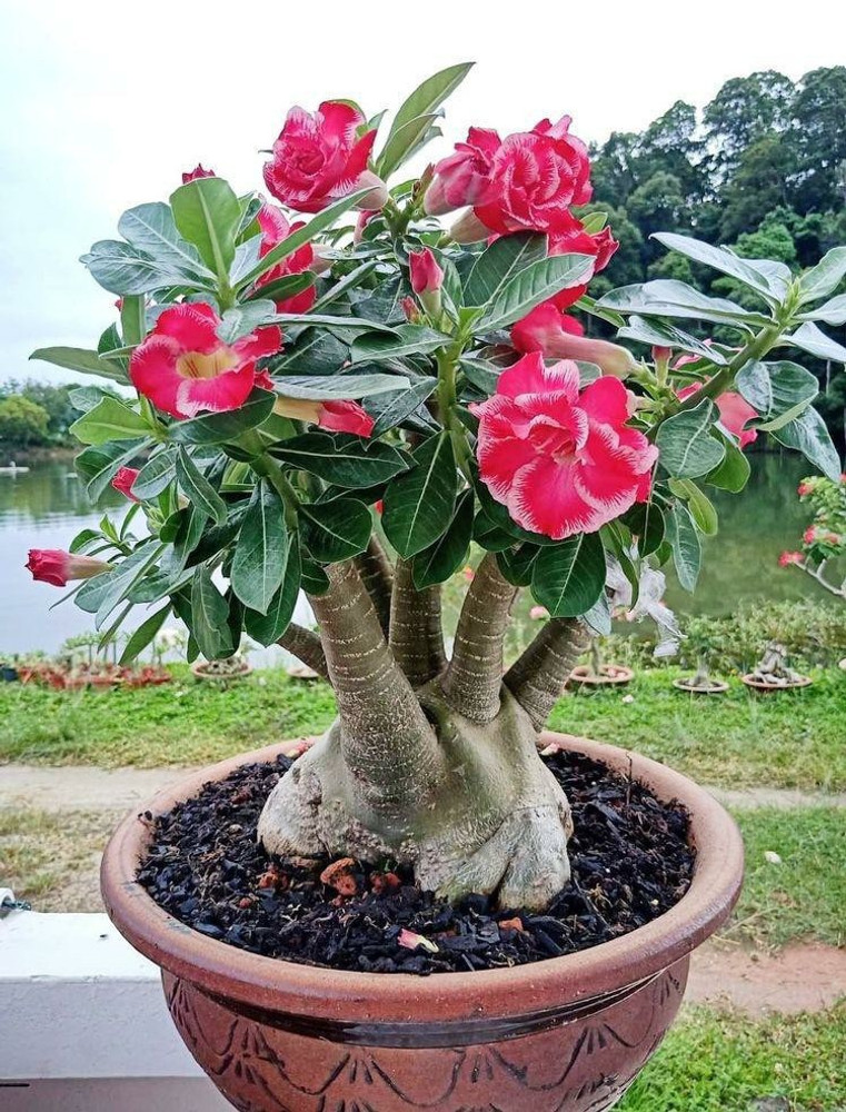 Beautiful Blooms Adenium Plant Price in India Buy Beautiful