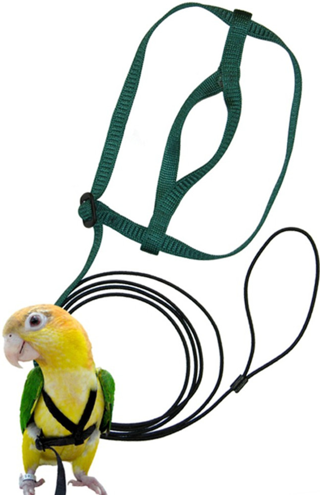 Bird leash parakeet online