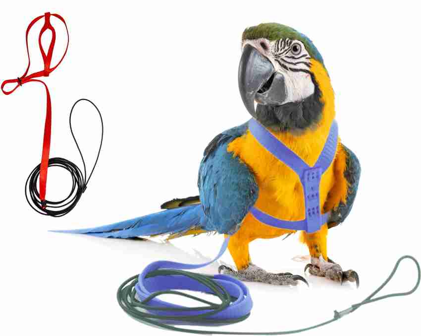 Bird harness outlet and leash