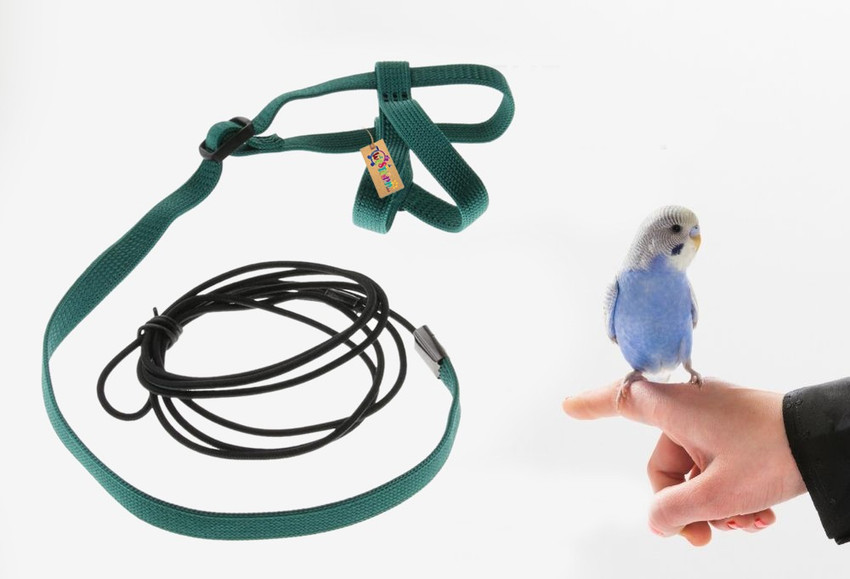 Small top bird leash