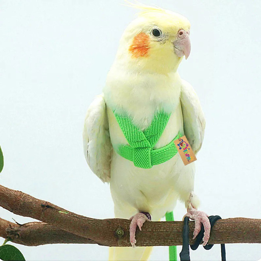 Cockatiel bird belt shop
