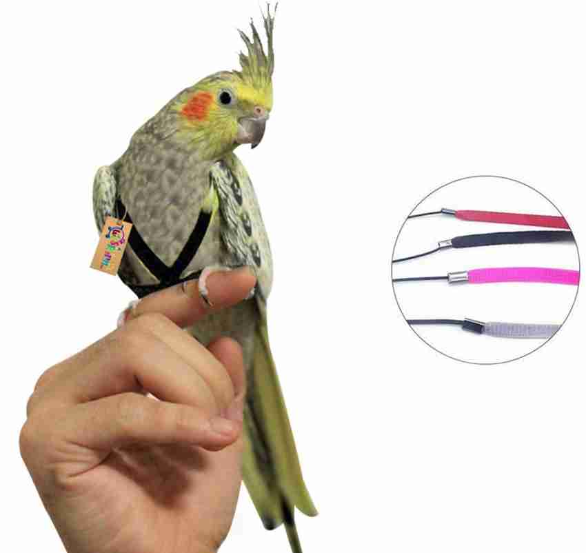 Cockatiel hot sale bird belt