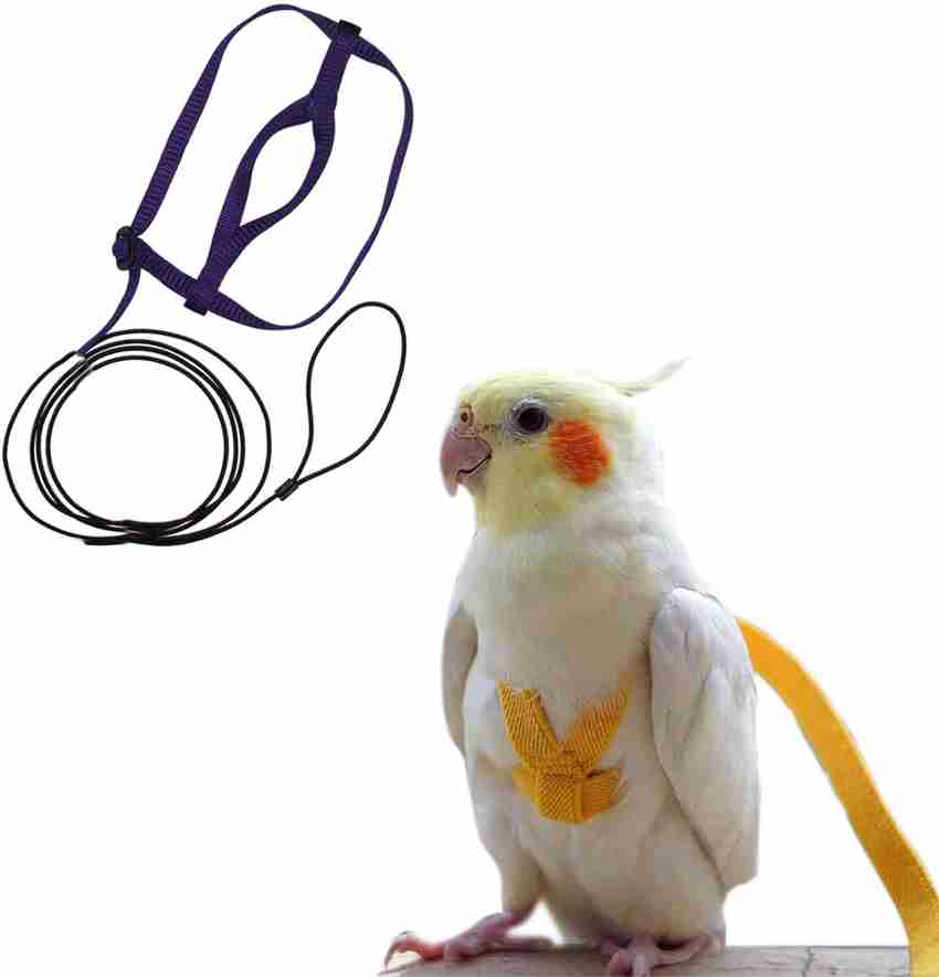 Cockatiel bird belt cheap
