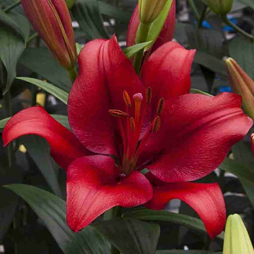 red lily