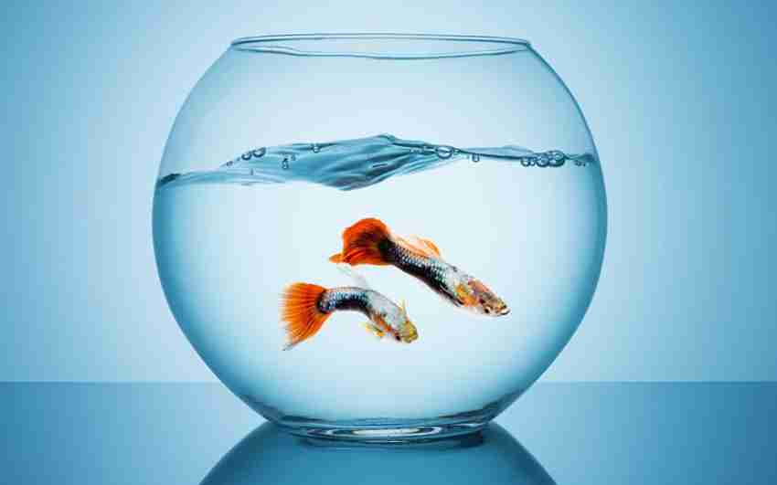 Betta fish small outlet