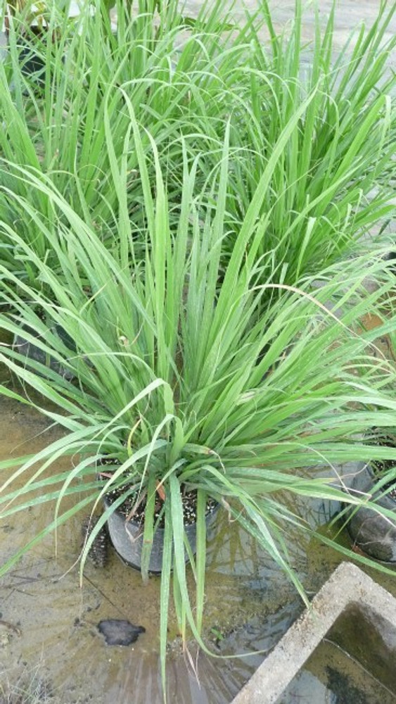 1000 Seeds Perennial Cymbopogon Flexuosus Lemon Grass Lemongrass Seed For Planting