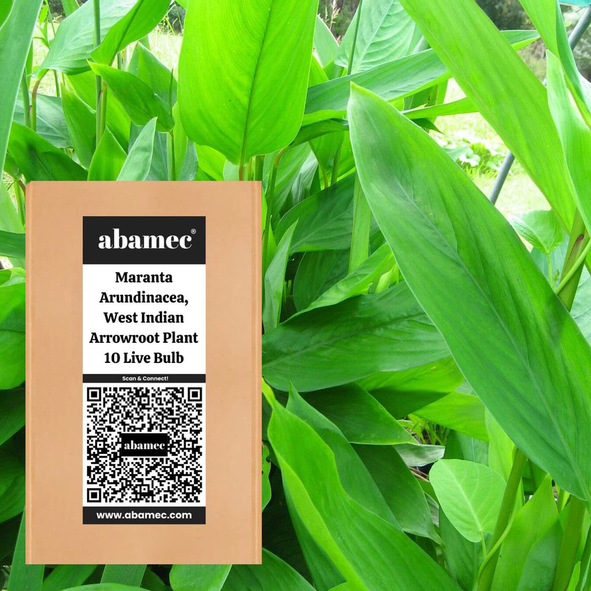 Maranta Arundinacea