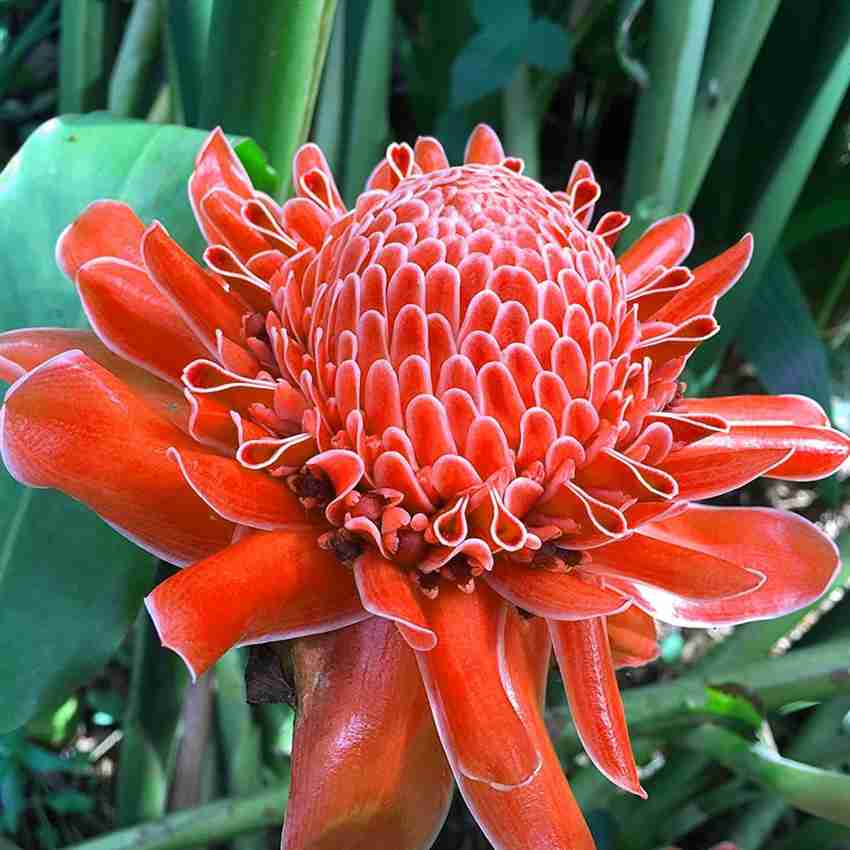 Torch ginger shop