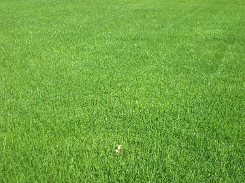 Soft grass deals