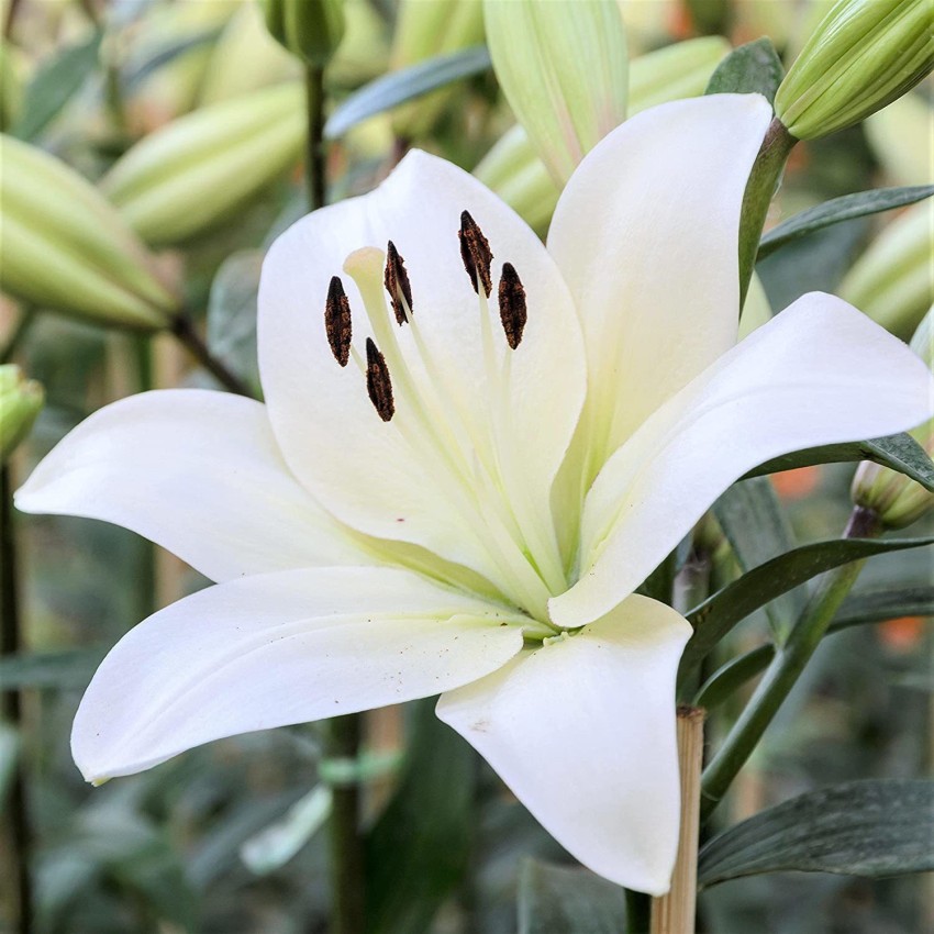 decorhomz Asiatic lily white flower bulbs pack of 10 for your 