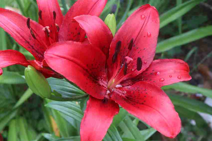 red lily