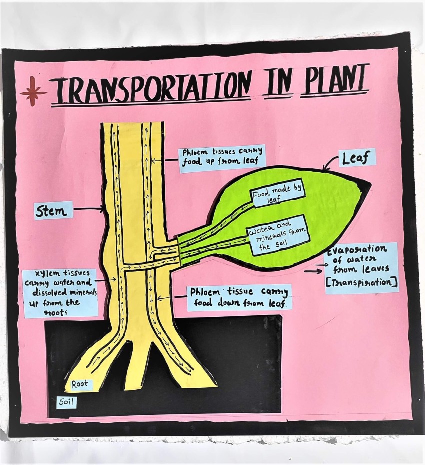 transportation system in plants