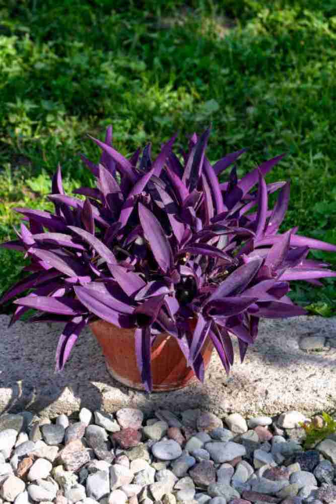 Purple Heart Plant Care Guide How To Grow Tradescantia