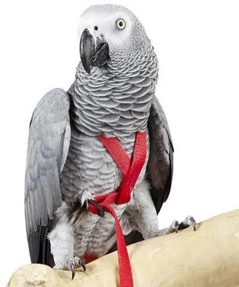 Birds belt cheap