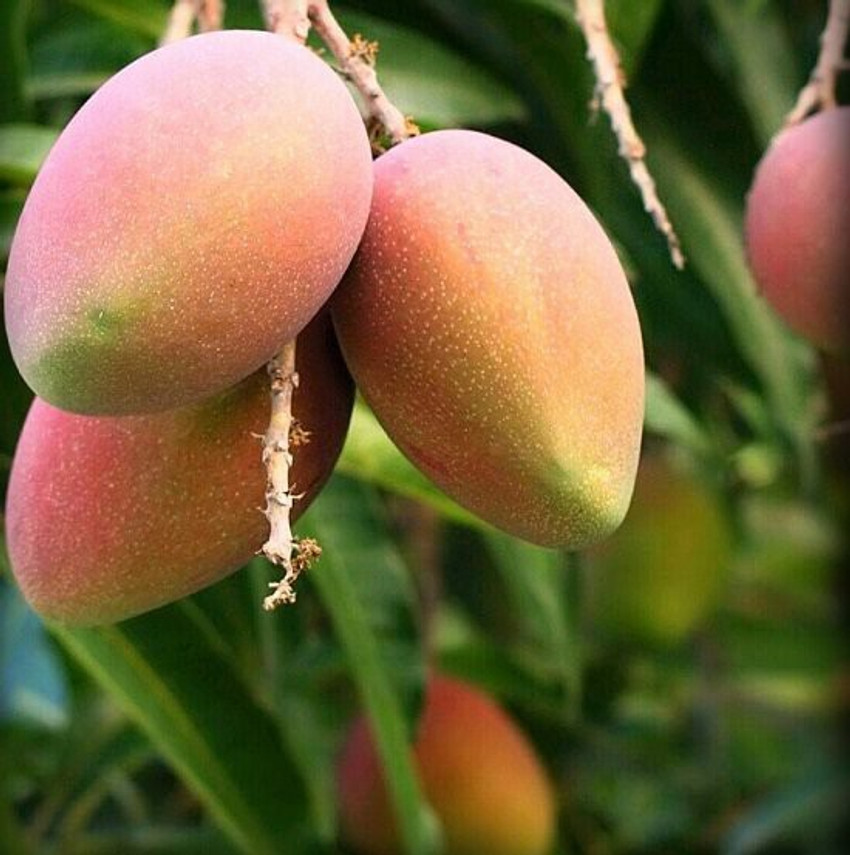 Mango bari deals