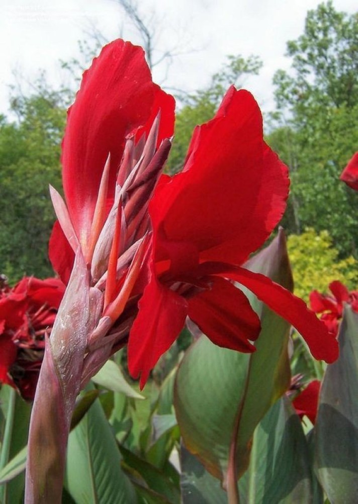 Red Canna lily – Growing Farmers