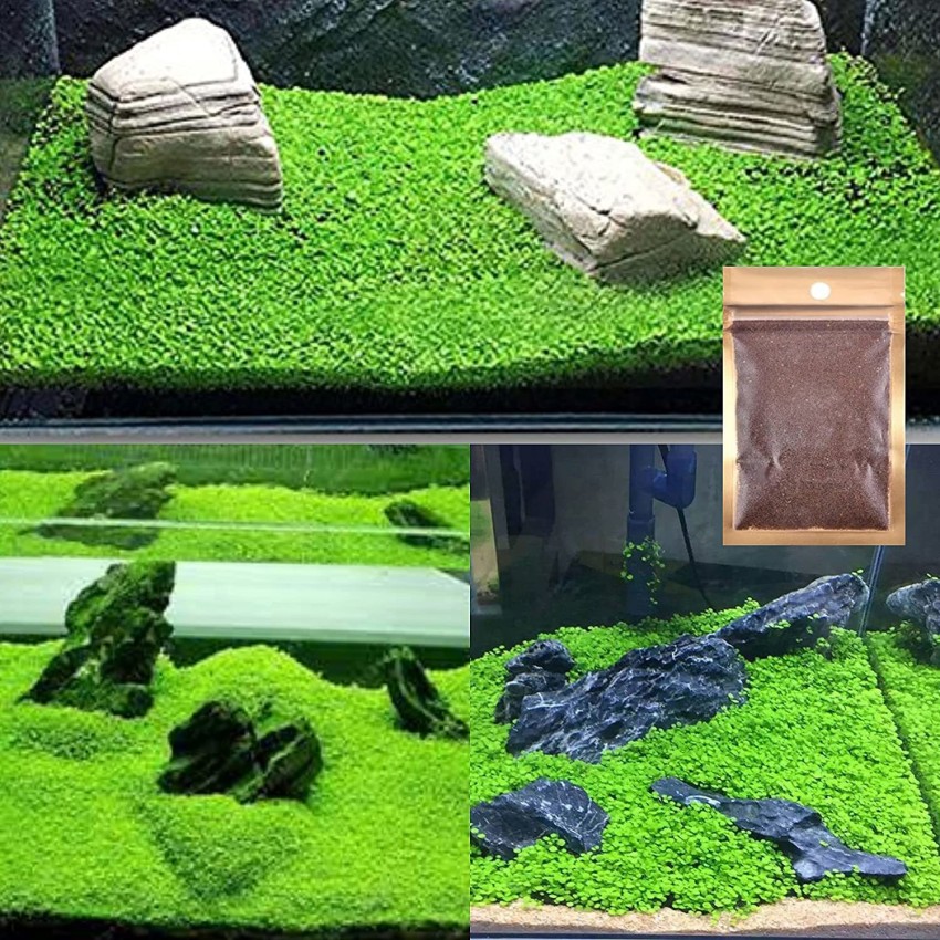 VAYINATO Fish Tank Decoration Carpet Live Plant Seeds (Pack of 1