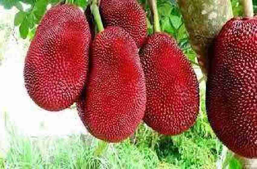 Heaven Of Saplings Jackfruit Plant Price in India - Buy Heaven Of Saplings  Jackfruit Plant online at Flipkart.com