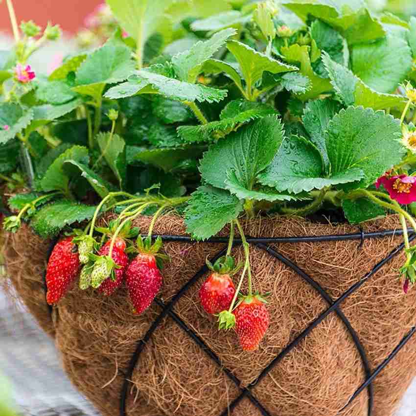 Garden up Strawberry Organic Fertilizer With Fruit Growth