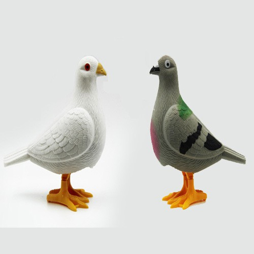 Pigeon birds online shopping sale