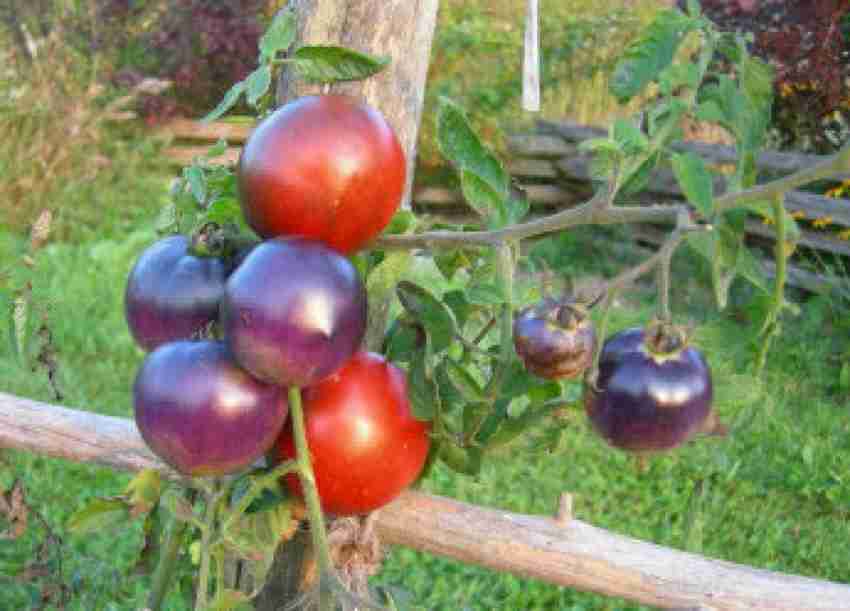 CYBEXIS Heirloom Blue Tomato Seeds500 Seeds Seed Price in India - Buy  CYBEXIS Heirloom Blue Tomato Seeds500 Seeds Seed online at