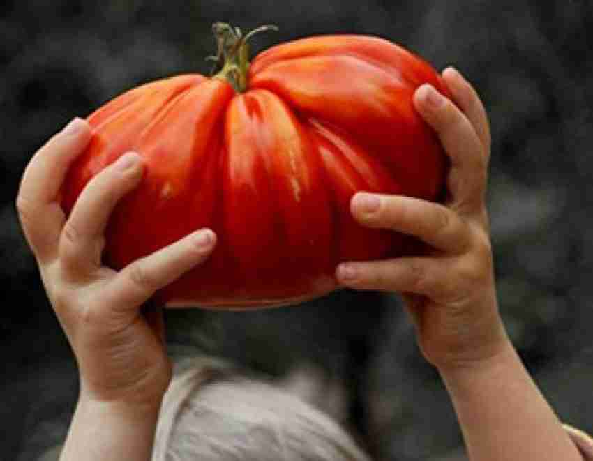 Giant Beefsteak Tomato