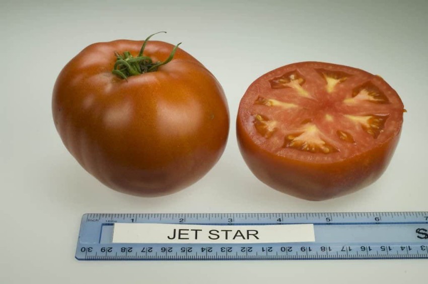 Tomato Jet Star F1 Seed 