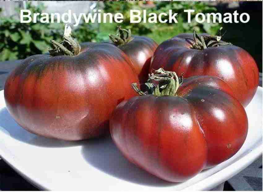 BRANDYWINE BLACK TOMATO - BLACK, 50 seeds + FREE