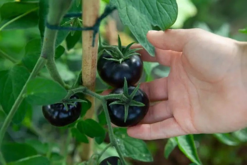 CYBEXIS Heirloom Blue Tomato Seeds500 Seeds Seed Price in India