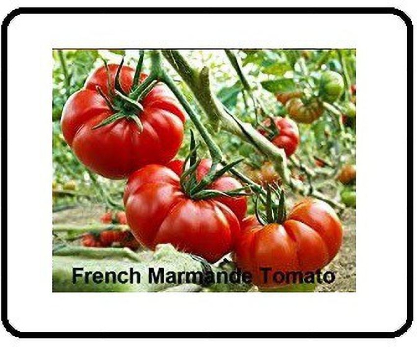WILLVINE ATS-134 French Marmande Tomato Seeds-2500 Seeds Seed Price in  India - Buy WILLVINE ATS-134 French Marmande Tomato Seeds-2500 Seeds Seed  online at