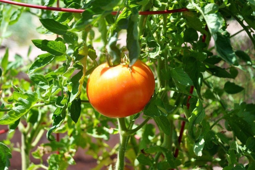 Tomato Jet Star F1 Seed 