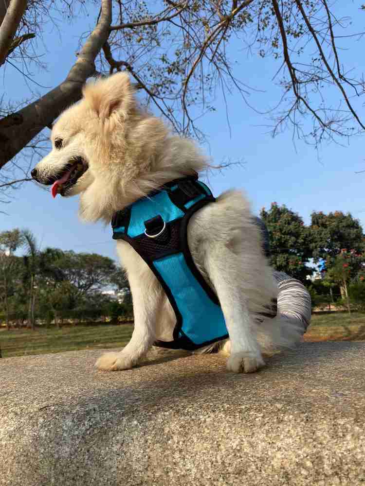 Labra deals dog belt