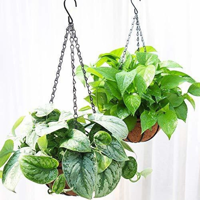 Ashman Metal Hanging Planter Basket with Coco Coir Liner Round