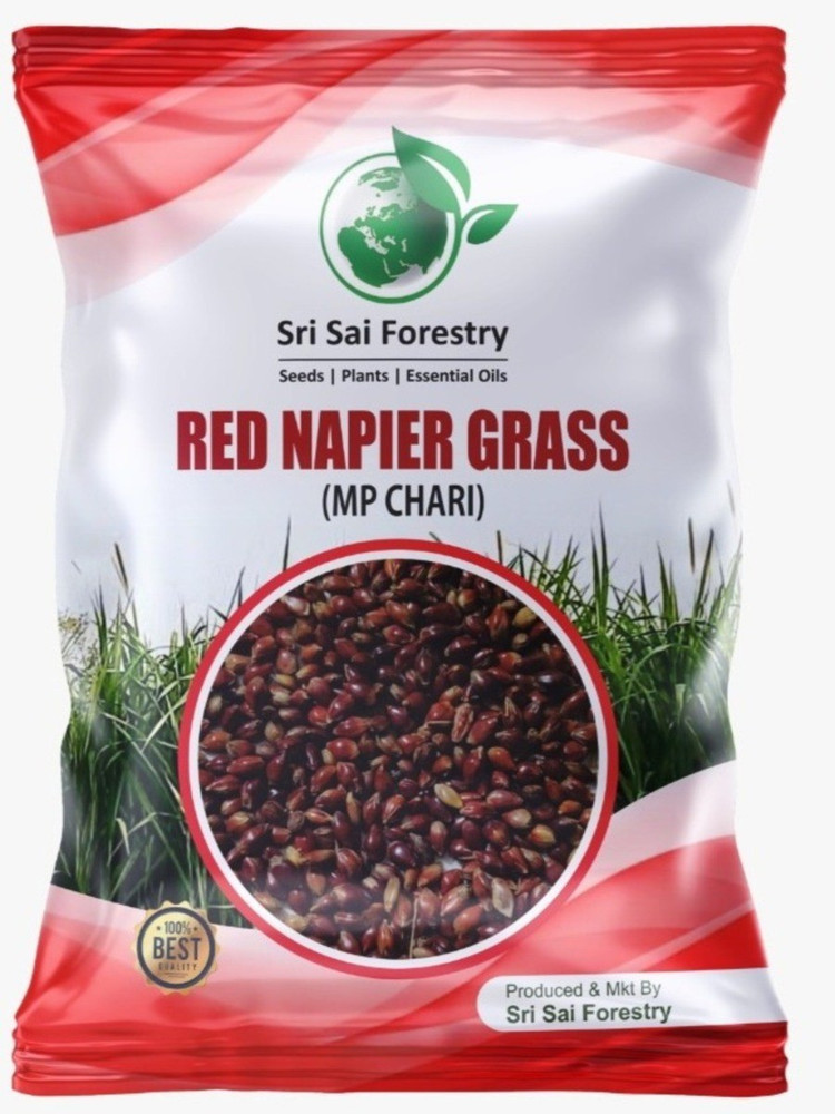 Napier grass sales seeds
