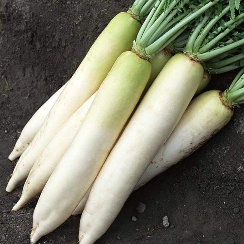 2000-white-radish-muli-mooli-dc876-wrs-2000-seeds-vinti-original-imagg4dtxnmht7zz.jpeg