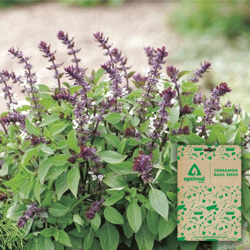 Optimal Seeds Cinnamon Basil Seed Price in India Buy Optimal