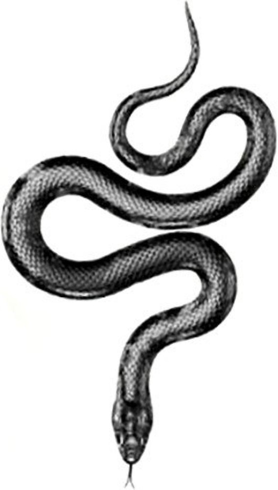 Bold Snake Tattoo – Dagga Tattoos