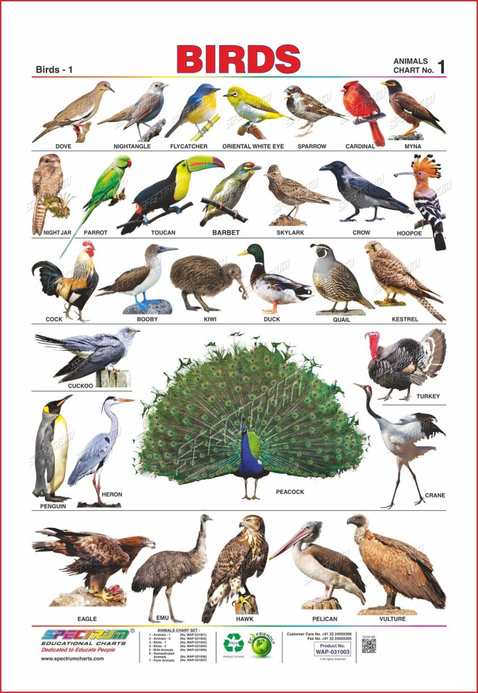 Spectrum Educational Mini Wall Chart (Set Of 8) Animals, 47% OFF