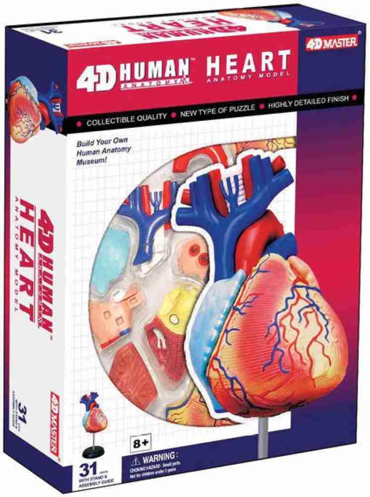 Anatomical store heart toy