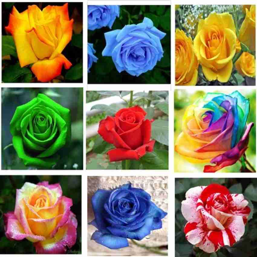 Types of Roses and Rose Care