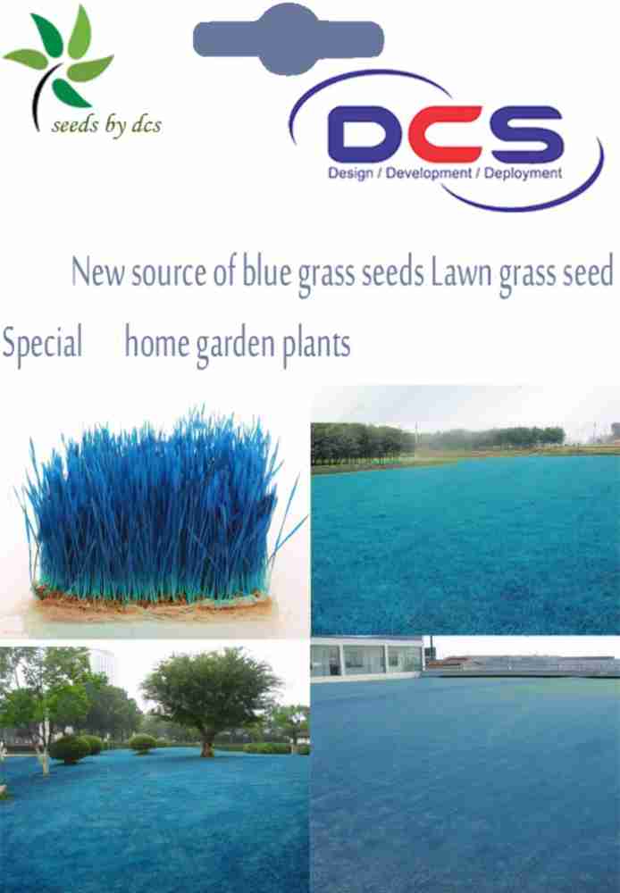 Blue 2024 grass seed